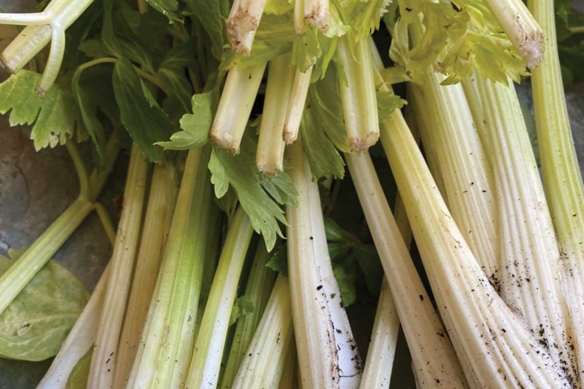 What is celery between friends?