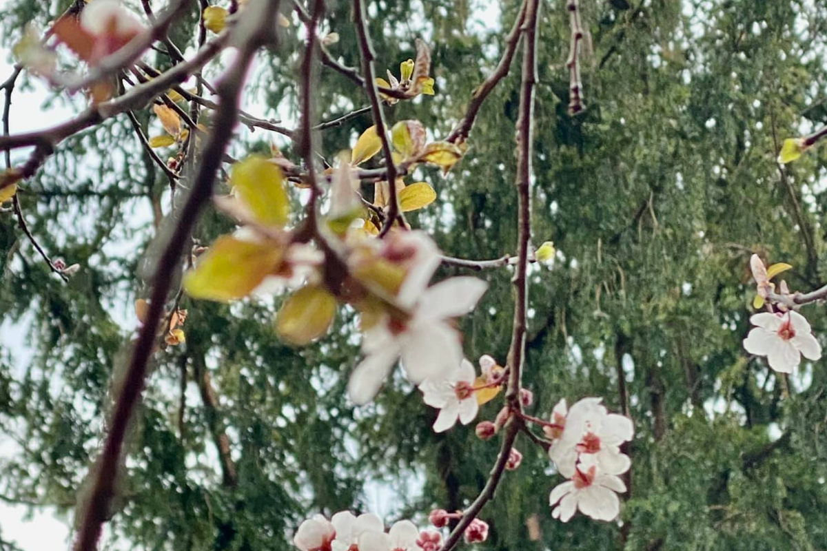 A lot of Volunteering